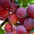 Алыча  Красный шар
