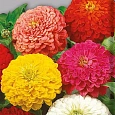Цинния изящная Смесь окрасок
