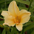 Лилейник гибридный Tropical tangerine