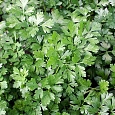 Петрушка Обыкновенная листовая