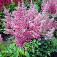 Астильба японская Мэйнц Астильба японская Мэйнц