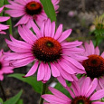 Рудбекия пурпурная Розовая