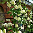Клематис Lemon Beauty