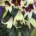 Лилия видовая Куси Мая Лилия видовая Куси Мая