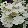 Гортензия метельчатая Sparking