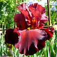 Ирис бородатый Циммарон Стрип Ирис бородатый Циммарон Стрип